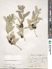 Elaeagnus umbellata image