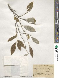 Elaeagnus umbellata image