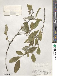 Elaeagnus umbellata image