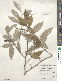 Elaeagnus umbellata image