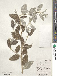 Elaeagnus umbellata image