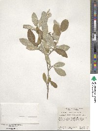 Elaeagnus umbellata image