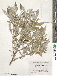 Elaeagnus umbellata image