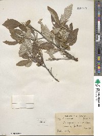 Elaeagnus umbellata image