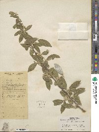 Elaeagnus umbellata image