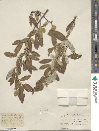 Elaeagnus umbellata image