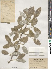 Elaeagnus umbellata image