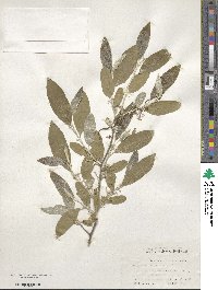 Elaeagnus umbellata image