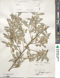 Elaeagnus umbellata image