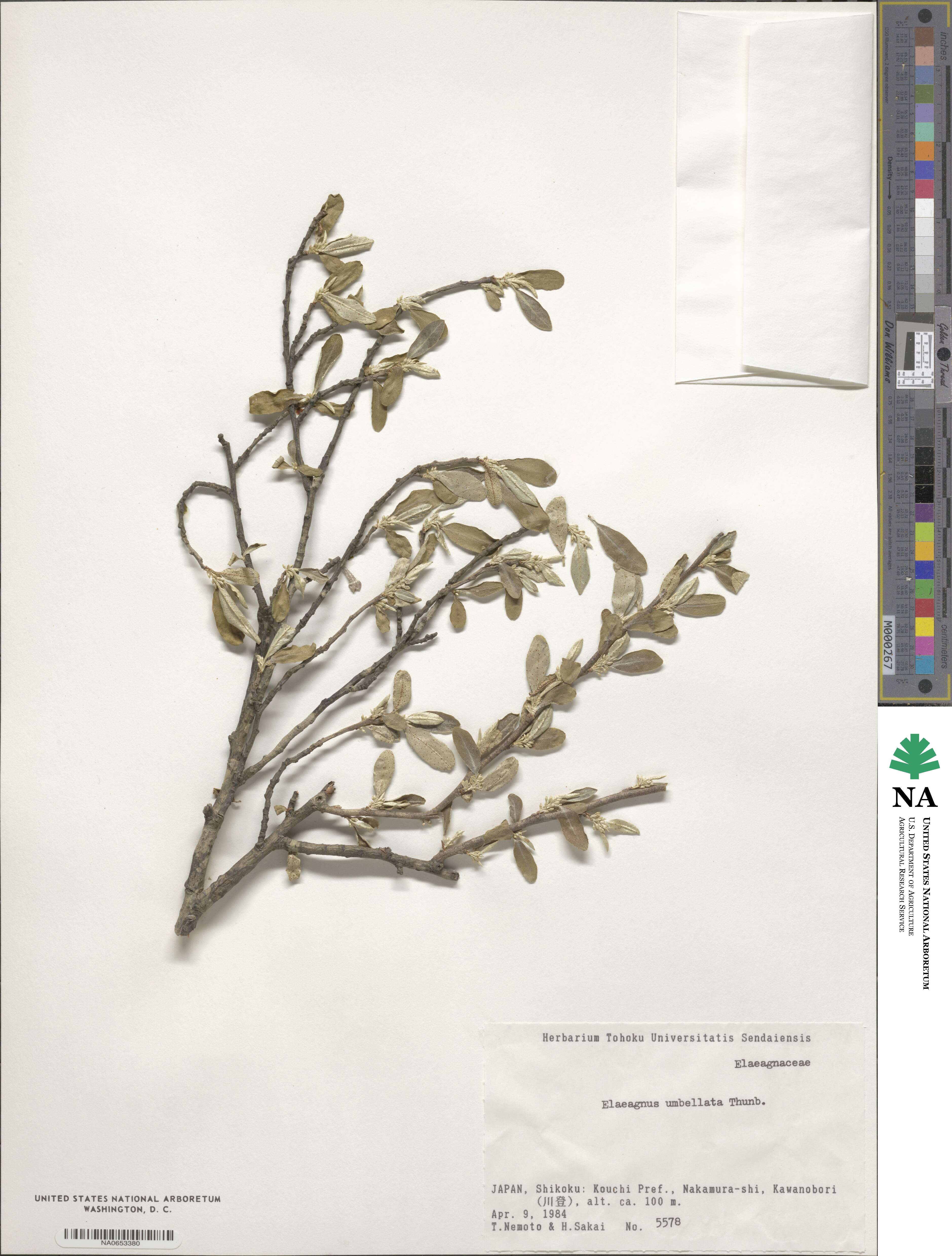 Elaeagnus umbellata image