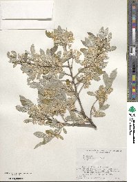 Elaeagnus umbellata image