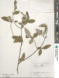 Elaeagnus umbellata image