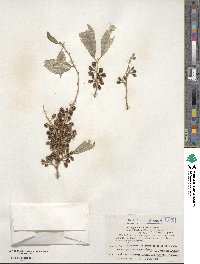 Elaeagnus umbellata image