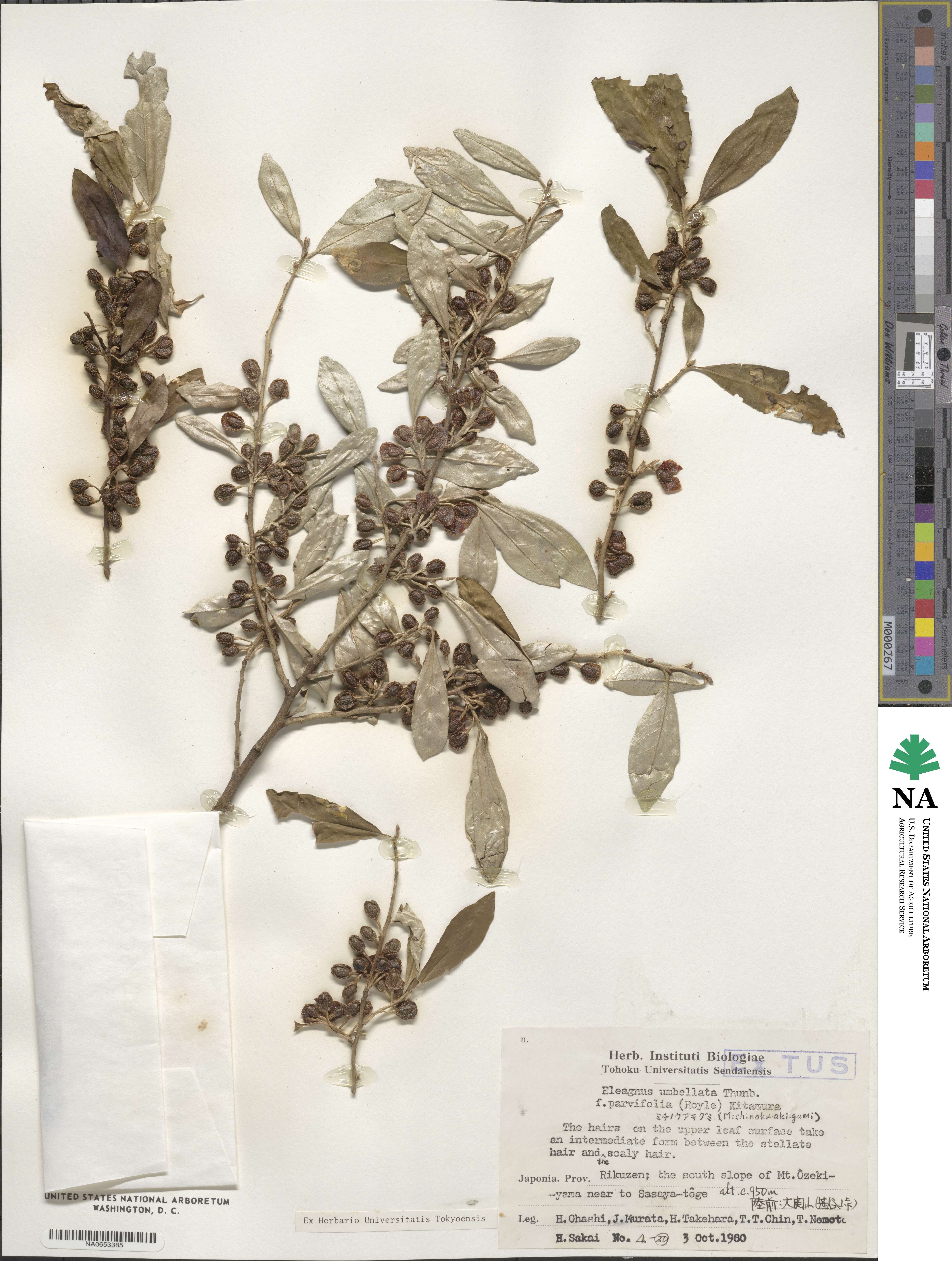 Elaeagnus umbellata image