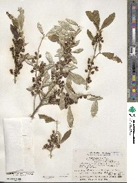 Elaeagnus umbellata image