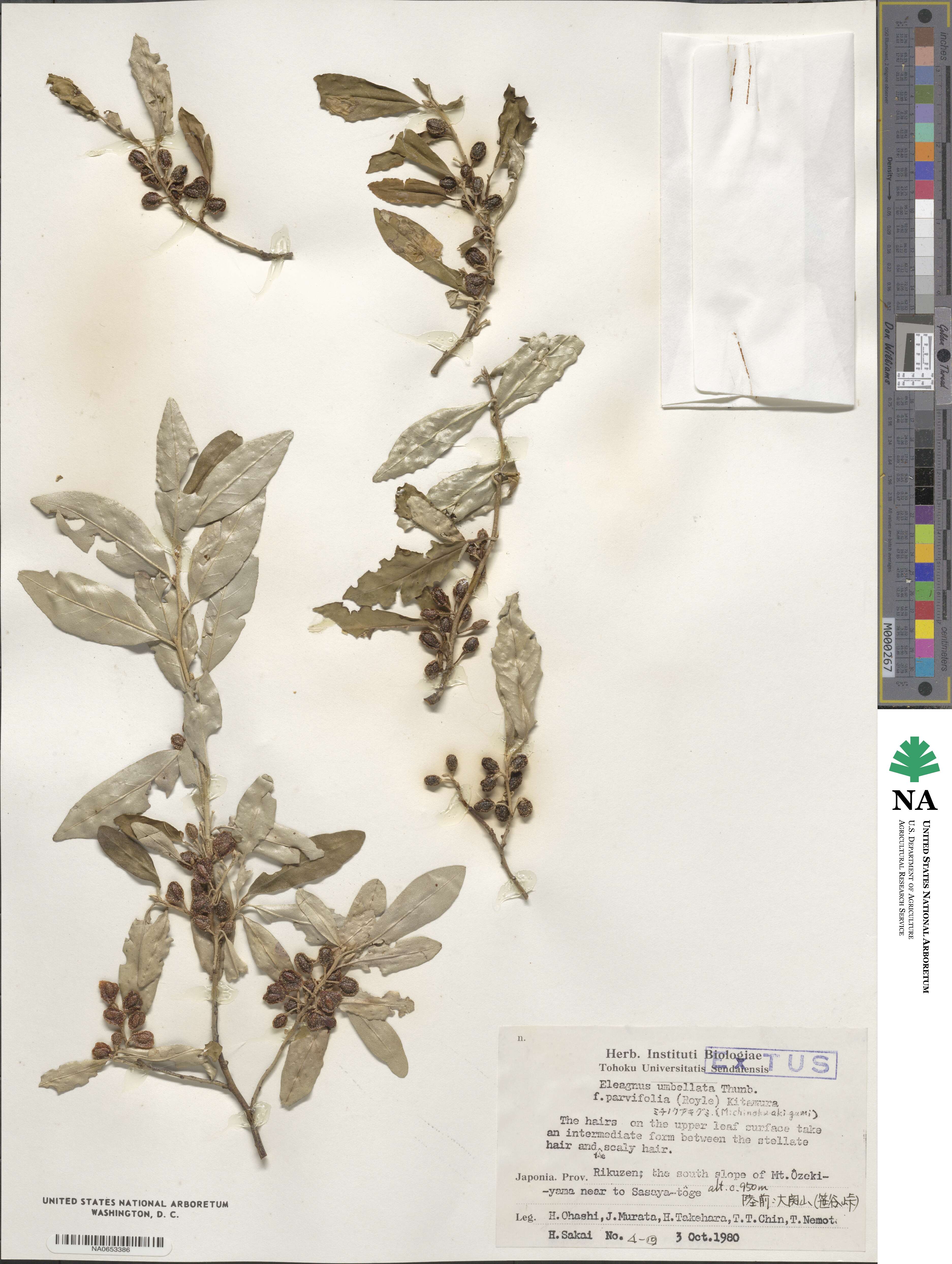 Elaeagnus umbellata f. parvifolia image