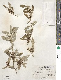 Elaeagnus umbellata image