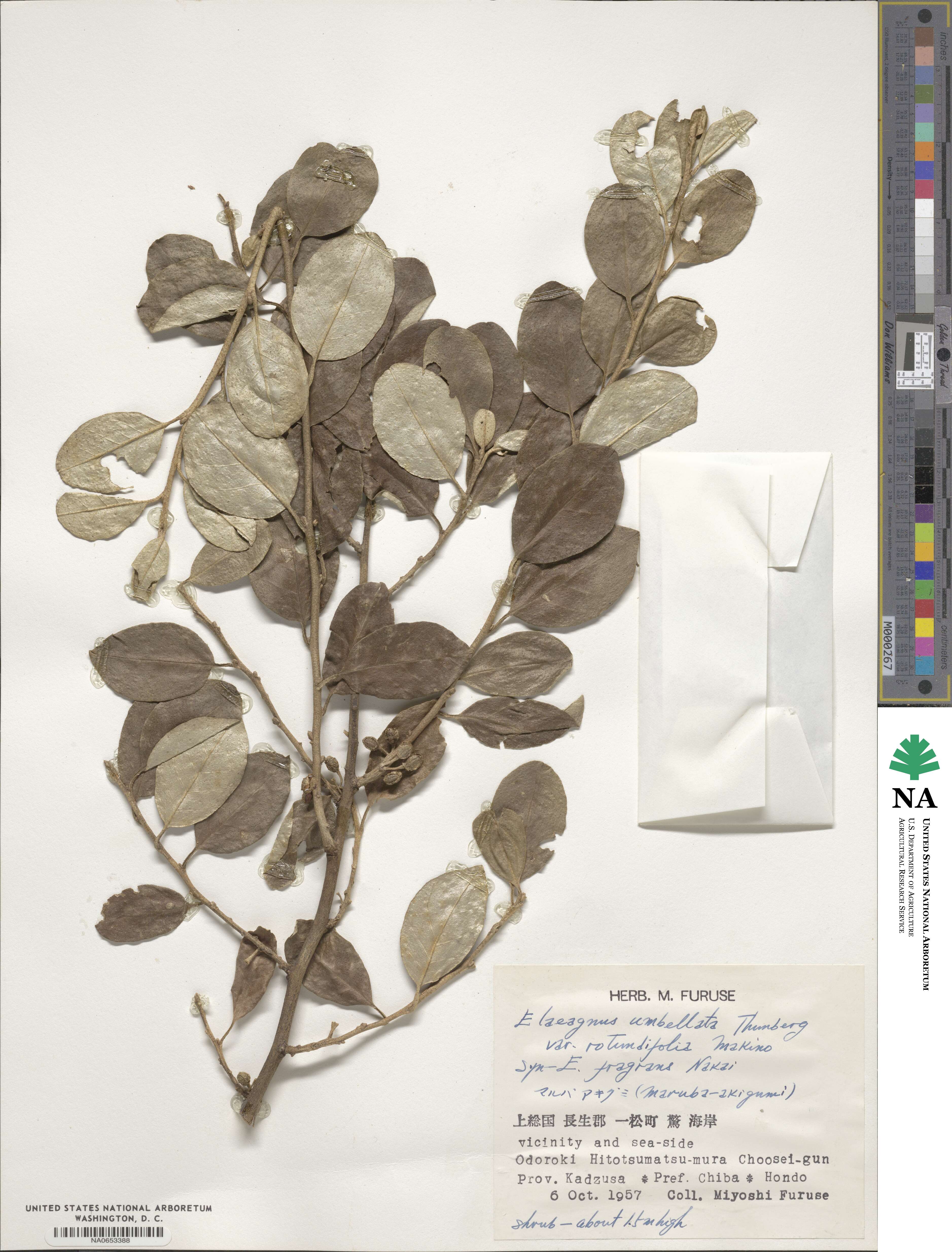 Elaeagnus umbellata var. rotundifolia image