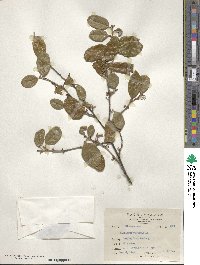 Elaeagnus thunbergii image