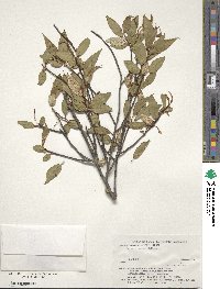 Image of Elaeagnus yakusimensis