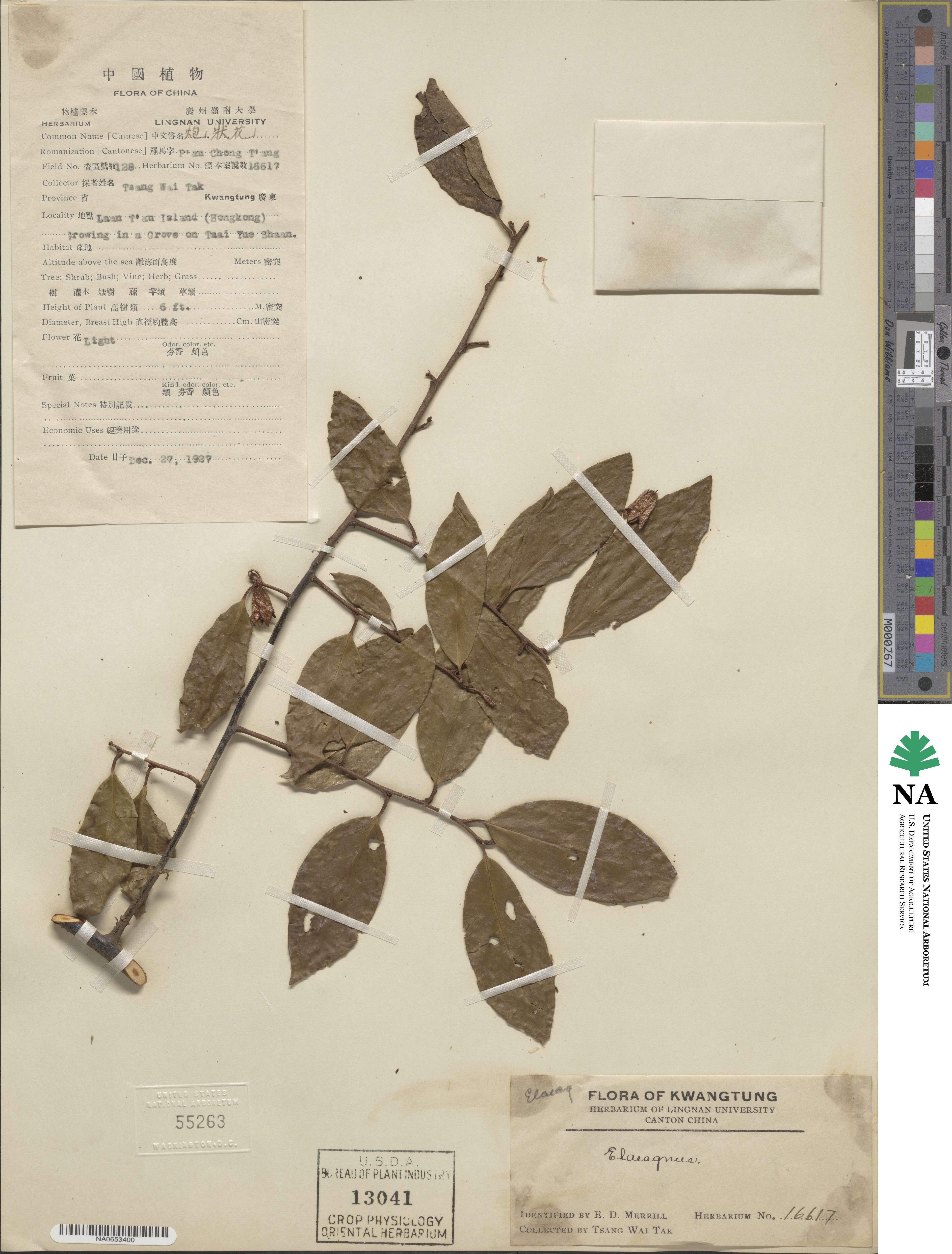 Elaeagnus image