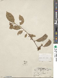 Elaeagnus triflora image