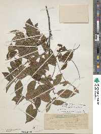 Elaeagnus triflora image