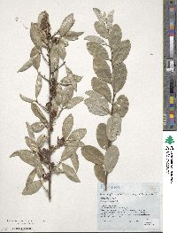 Elaeagnus angustifolia image