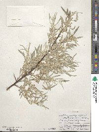 Elaeagnus angustifolia image