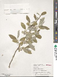 Elaeagnus angustifolia image