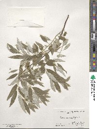 Elaeagnus angustifolia image