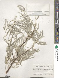 Elaeagnus angustifolia image