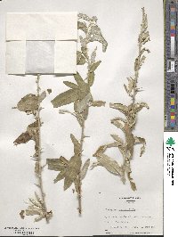 Elaeagnus angustifolia image