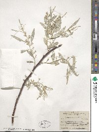 Elaeagnus angustifolia image