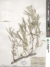 Elaeagnus angustifolia image