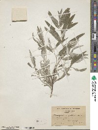 Elaeagnus angustifolia image