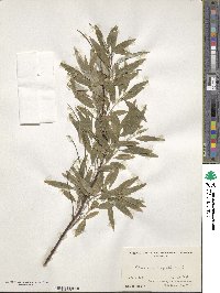 Elaeagnus angustifolia image