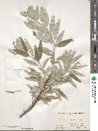 Elaeagnus angustifolia image