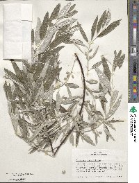 Elaeagnus angustifolia image