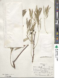 Elaeagnus angustifolia image