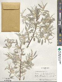 Elaeagnus angustifolia image