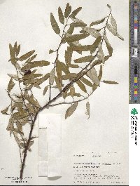 Elaeagnus angustifolia image