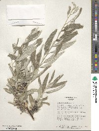 Elaeagnus angustifolia image