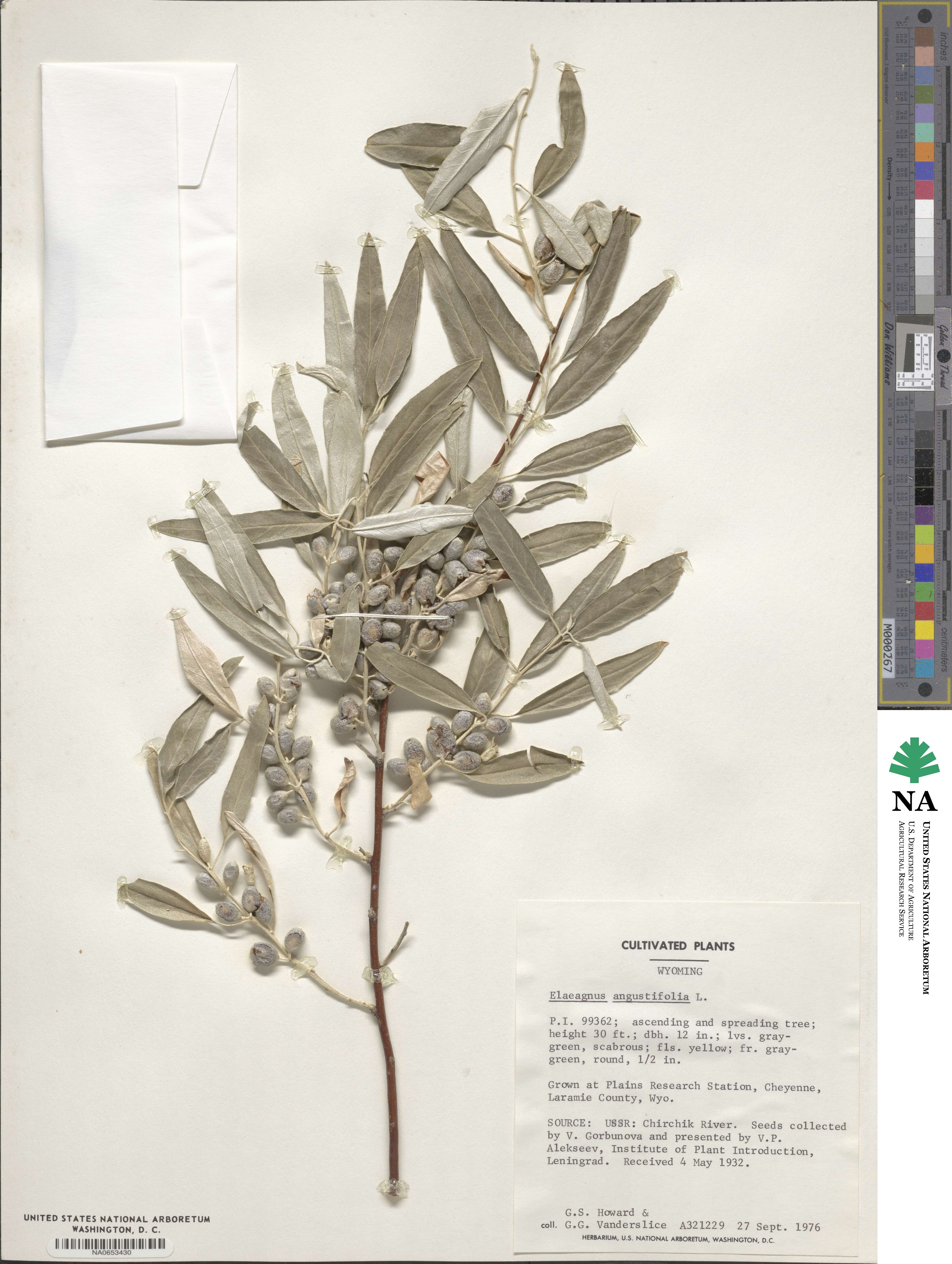 Elaeagnus angustifolia image