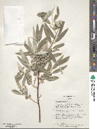 Elaeagnus angustifolia image