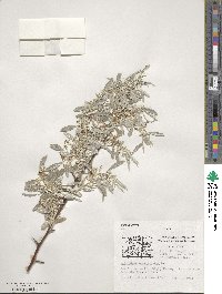 Elaeagnus angustifolia image