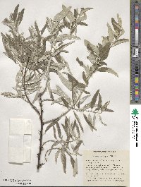 Elaeagnus angustifolia image