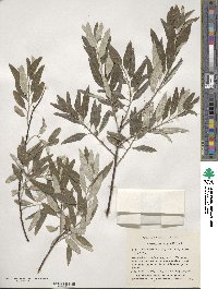 Elaeagnus angustifolia image