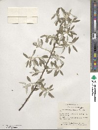 Elaeagnus angustifolia image