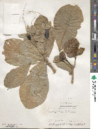 Barringtonia asiatica image